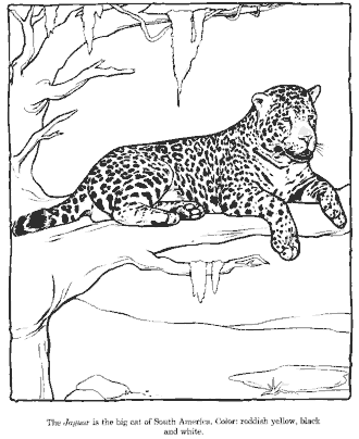 Zoo Animals Coloring Pages for Kids